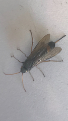 Urocerus flavicornis