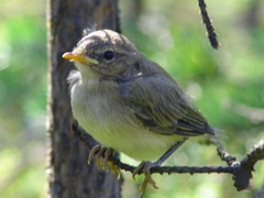 Phylloscopus collybita