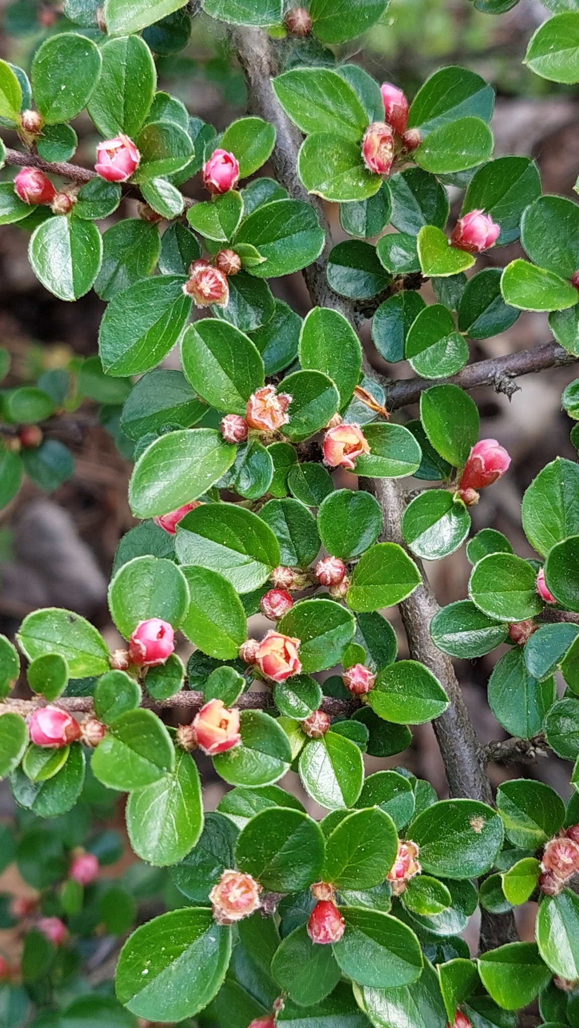 Imagem de Cotoneaster