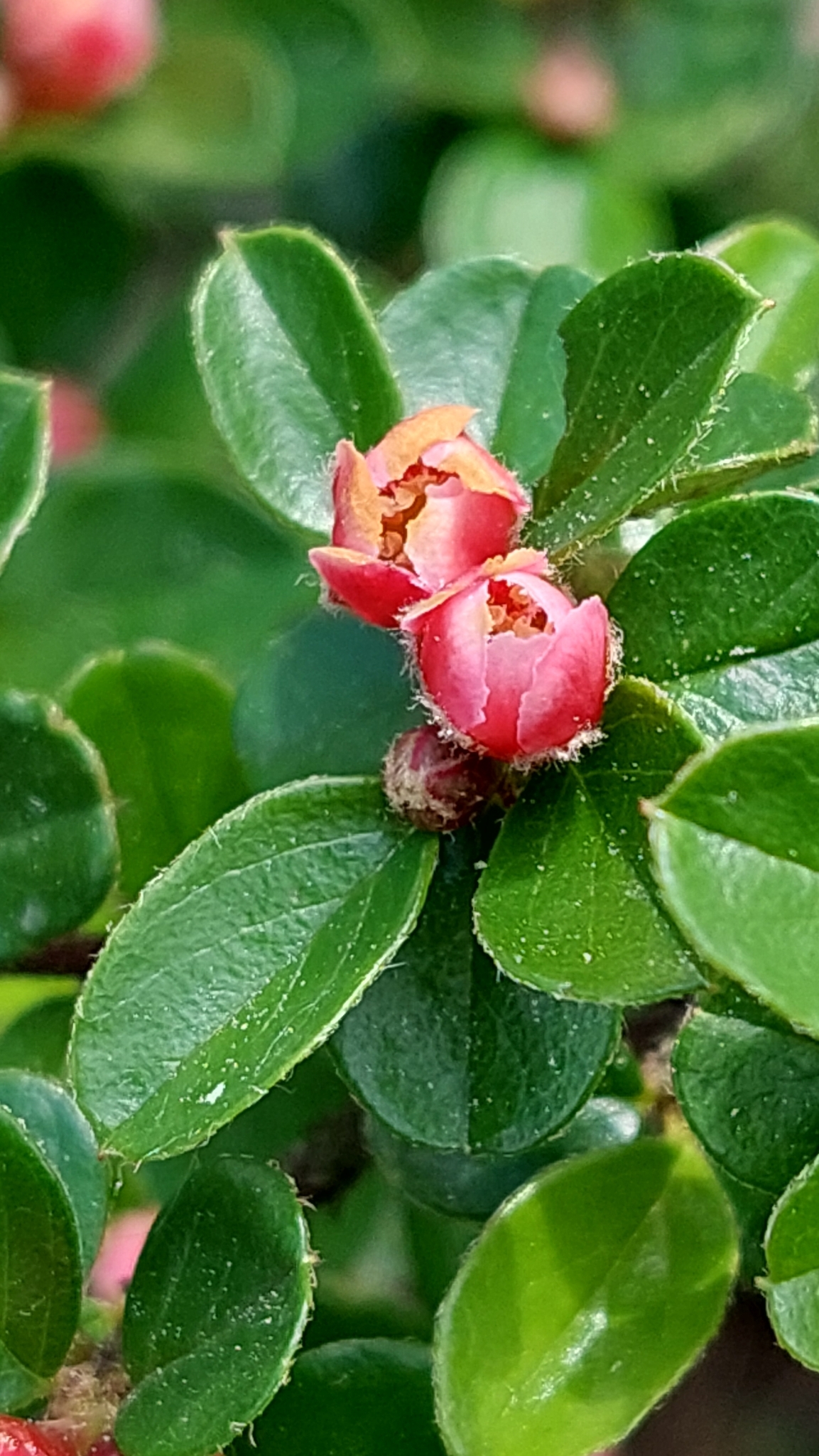 Imagem de Cotoneaster