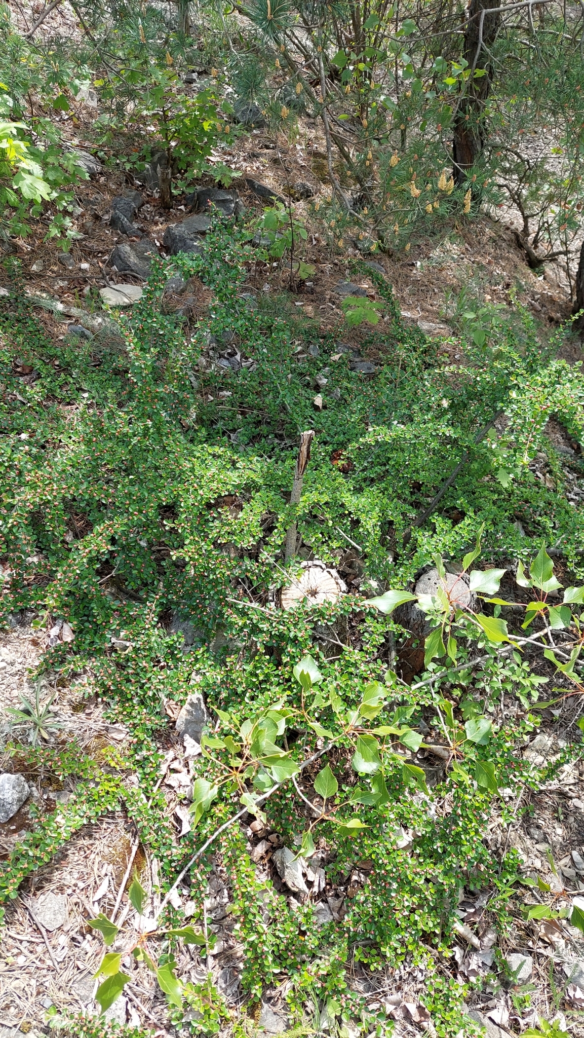 Imagem de Cotoneaster