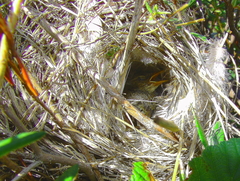Phylloscopus collybita