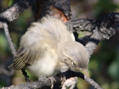 Phylloscopus collybita