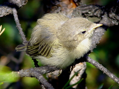 Phylloscopus collybita