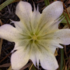 Gentiana newberryi tiogana