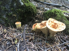 Turbinellus kauffmanii