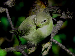 Phylloscopus collybita