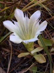 Gentiana newberryi tiogana