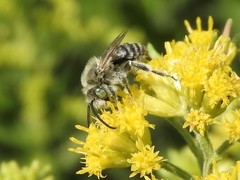 Melissodes agilis