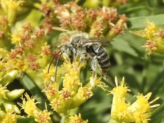 Melissodes agilis