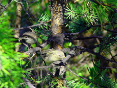 Phylloscopus collybita