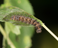 Polygonia interrogationis