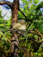 Phylloscopus collybita