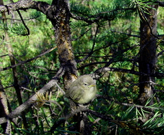 Phylloscopus collybita