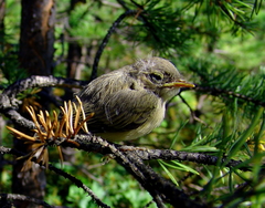 Phylloscopus collybita