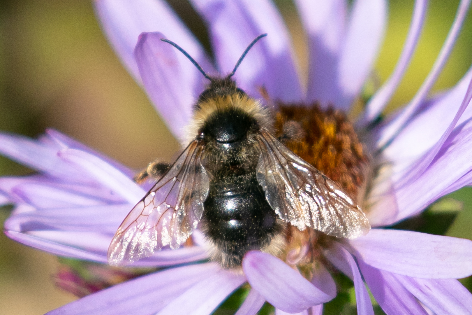 Polar Bumble Bee (Bombus polaris) · iNaturalist