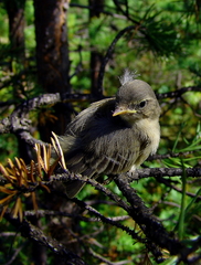 Phylloscopus collybita