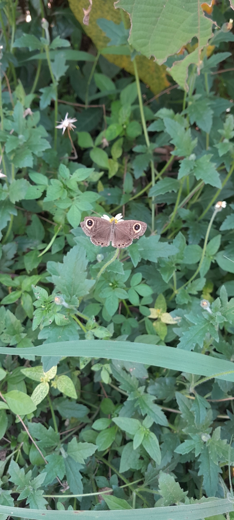 Common Four-Ring