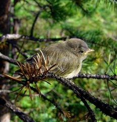 Phylloscopus collybita