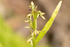 Platanthera stricta