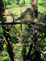 Phylloscopus collybita