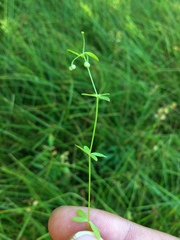 Galium trifidum columbianum