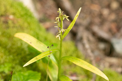 Platanthera stricta