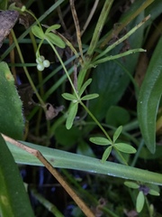 Galium trifidum columbianum
