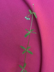 Galium trifidum columbianum
