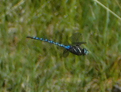 Aeshna palmata