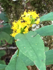 Solidago ouachitensis