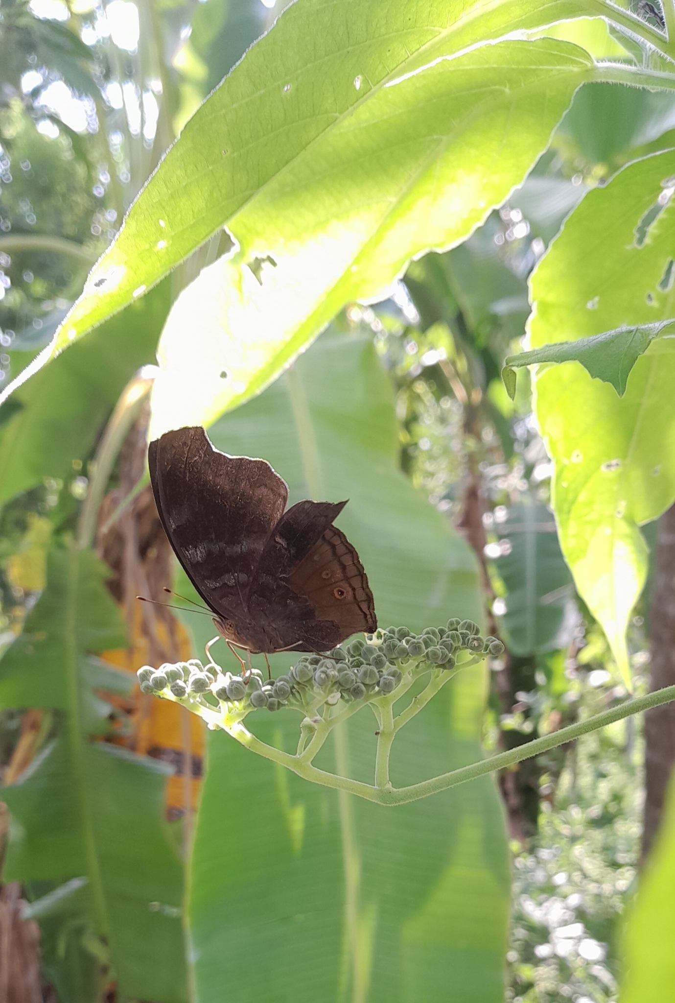 Chocolate Pansy