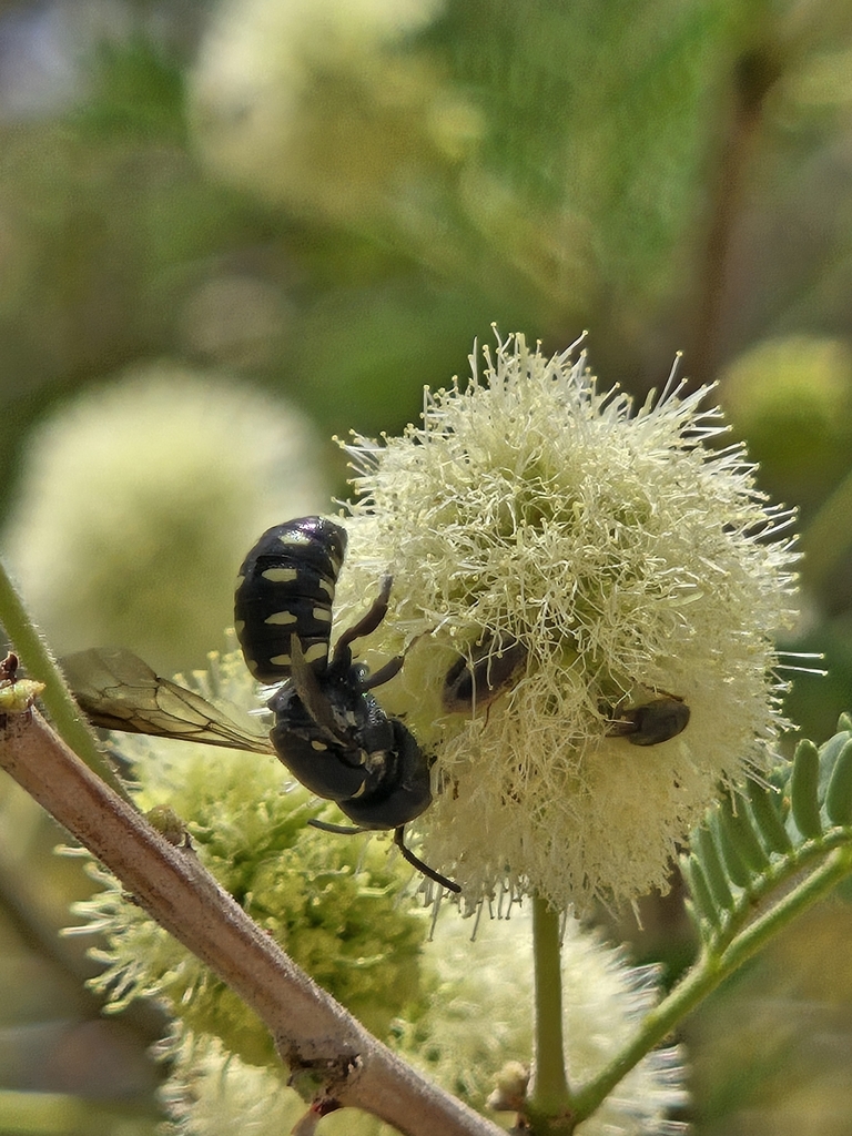 Stelis perpulchra