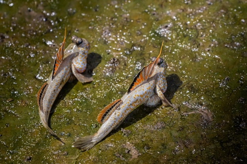 Gold-spotted mudskipper (Periophthalmus chrysospilos) — Gobiidae