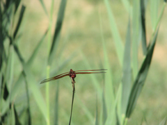 Libellula saturata