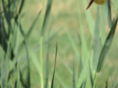 Libellula saturata