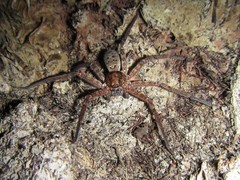 Heteropoda holoventris