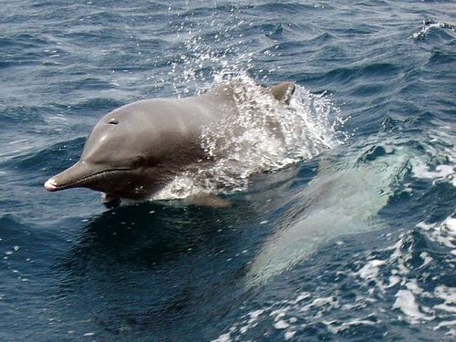 Indian Humpback Dolphin