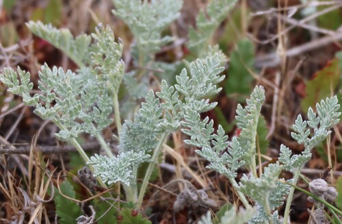 Dwarf bur ragweed (Ambrosia pumila)