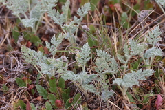 Ambrosia pumila, photograph (c) Millie Basden, some rights reserved (CC BY)