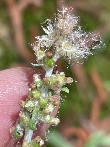 Silvery Everlasting (Gamochaeta argyrinea)