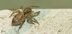 Salticidae
