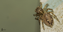 Salticidae