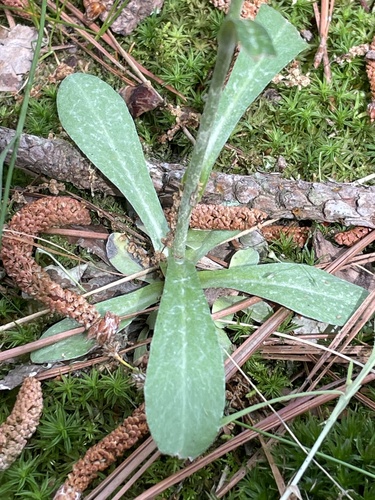 Gamochaeta argyrinea