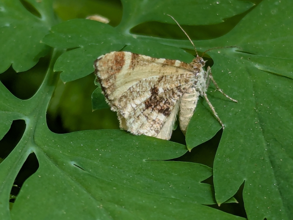 Stamnodes topazata albida