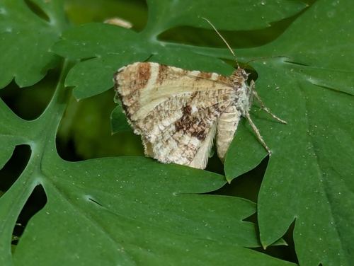Stamnodes topazata albida