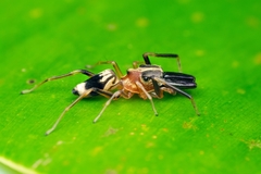 Emertonius exasperans