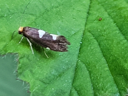 Feathered Bright, 7957 BX De Wijk, Nederland, photo 8 of 10