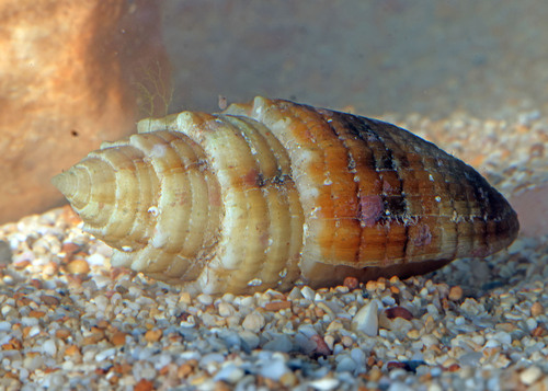 Quasimitra puncticulata observed 2025-05-08