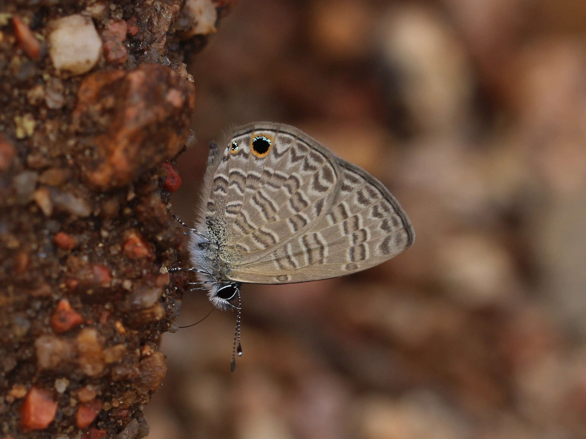 Tailless Lineblue
